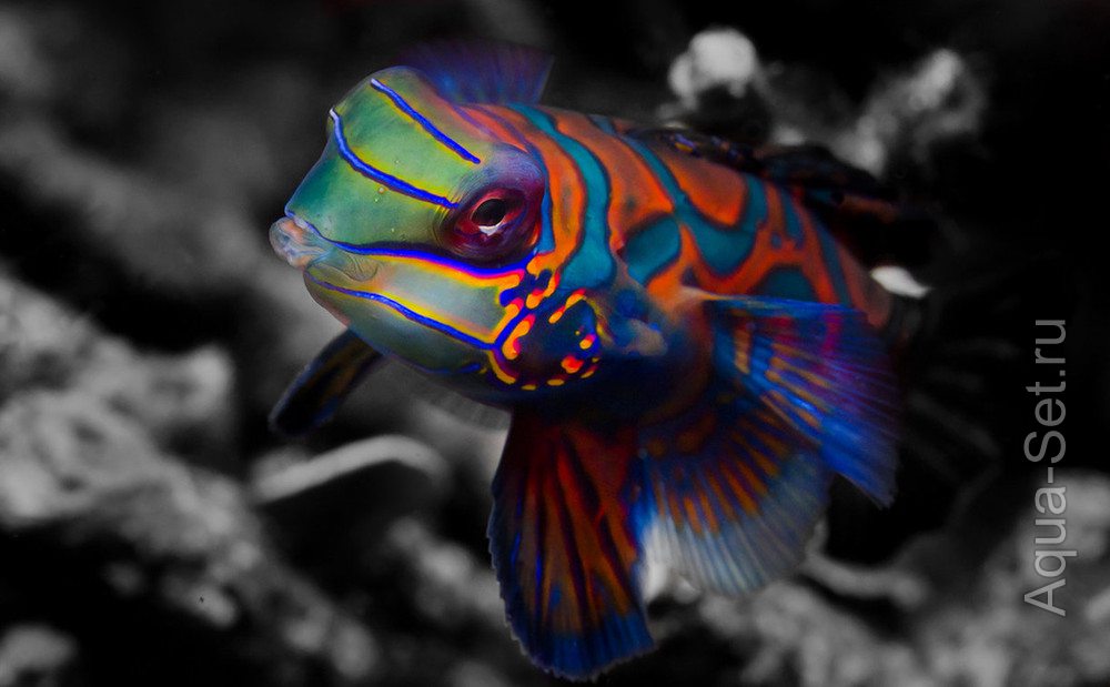 Рыбка мандаринка - Synchiropus splendidus