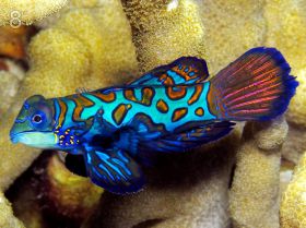 Рыбка мандаринка - Synchiropus splendidus