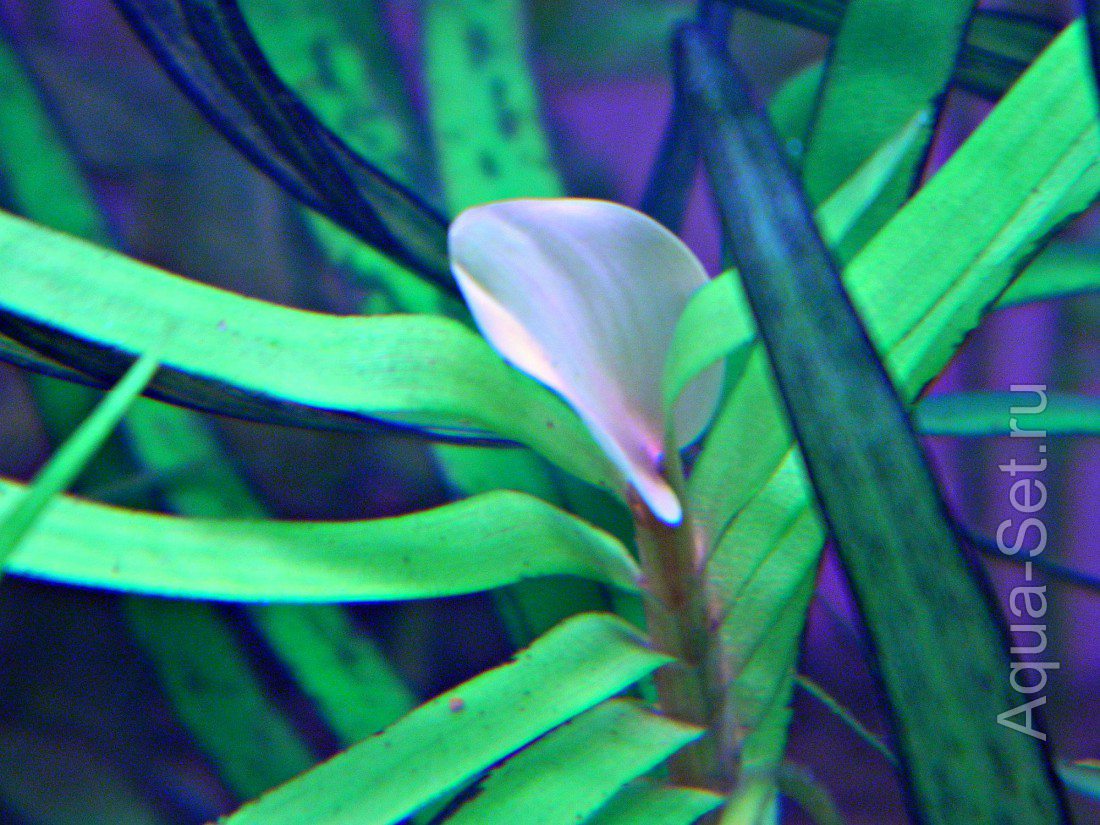 Эйхорния лазоревая или водная (Eichhornia azurea, eichhornia aquatica)