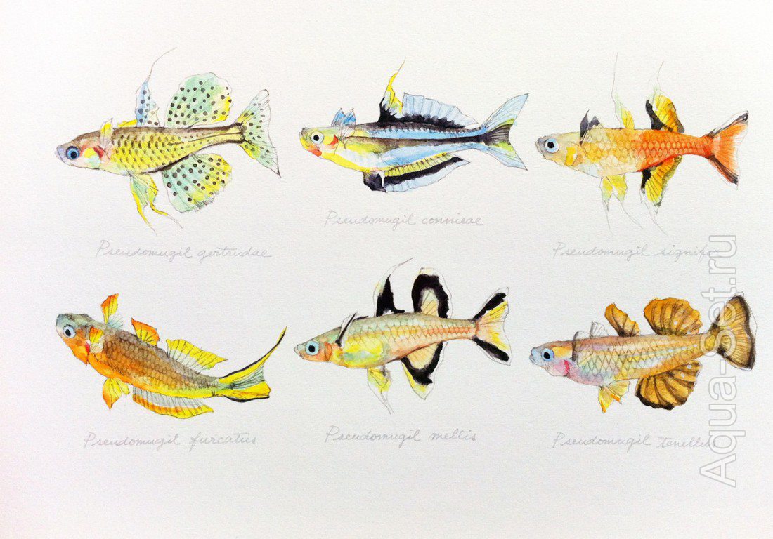 Акварели с изображением рыб , японские , оч. красивые .