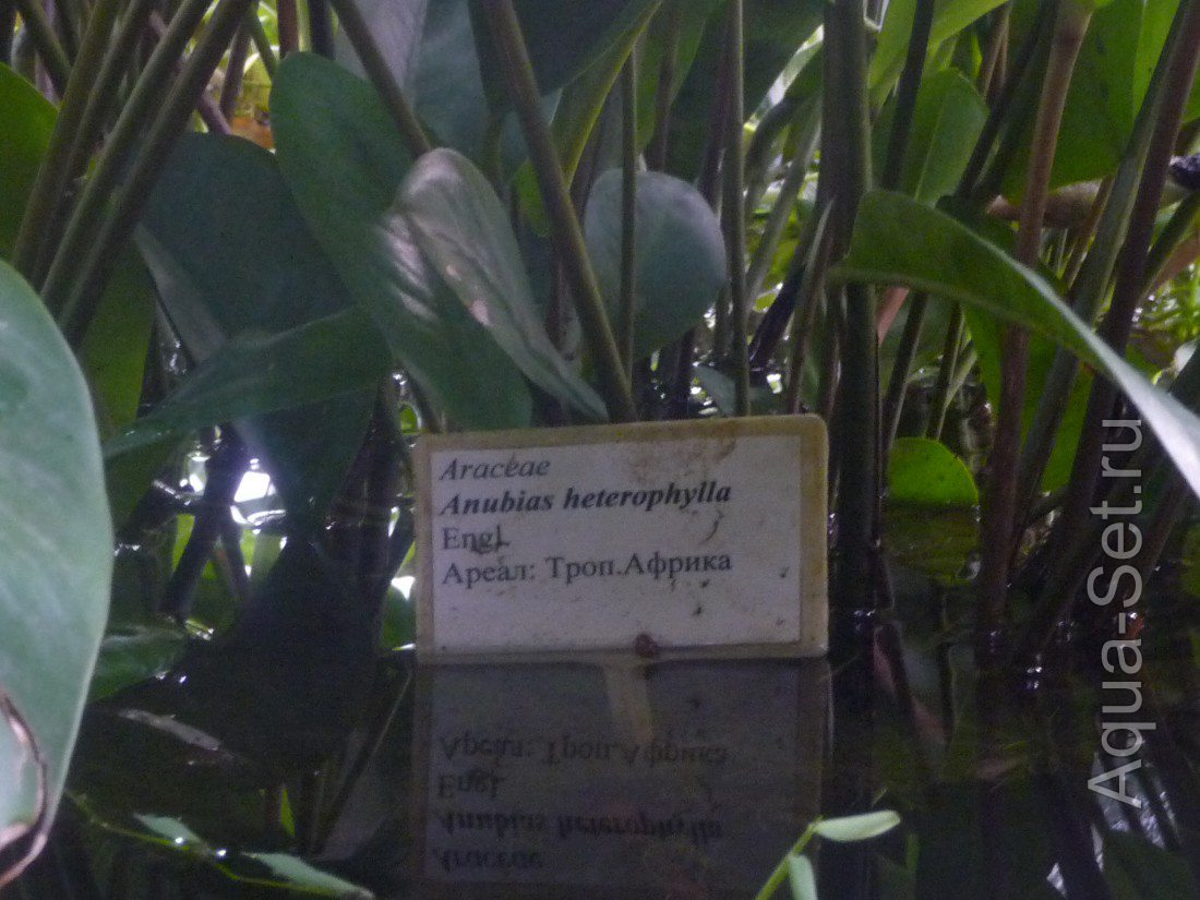 Ботанический сад Санкт-Петербурга, оранжерея водных растений.