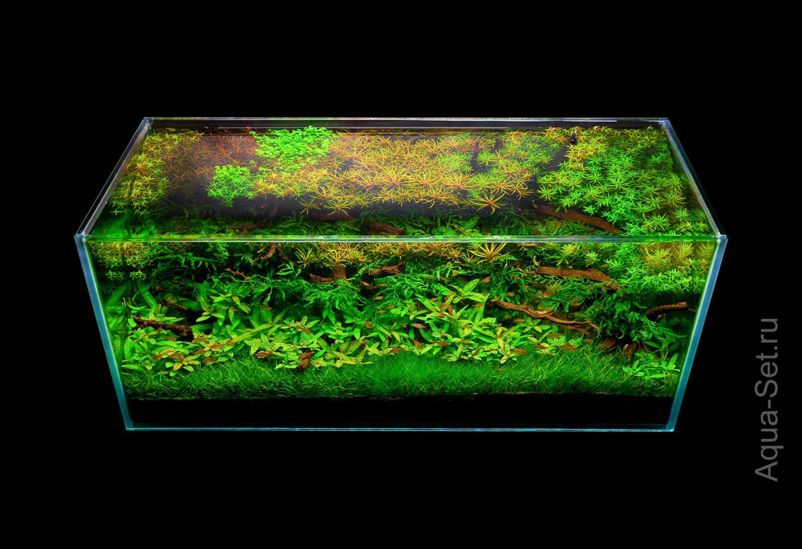 Дизайн аквариумов с растениями от ADG