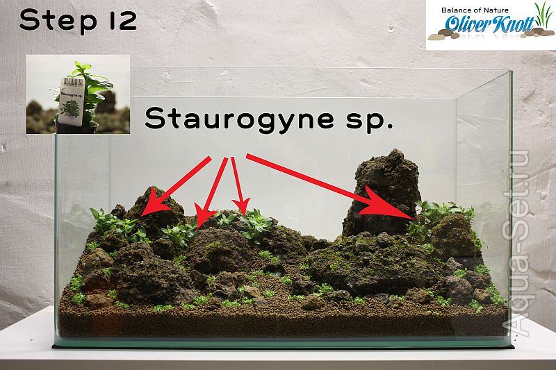 Пошаговый запуск и оформление аквариума от Oliver Knott - Следующее растение: Staurogyne spec. – очень простое растения для среднего сектора аквариума. Растение разделил на 3-4 части и высаживаю перед большими камнями.