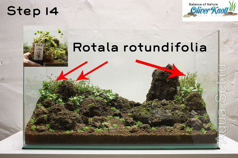 Пошаговый запуск и оформление аквариума от Oliver Knott - Самое высокое растение в этом проекте Rotala rotundifolia. Несколько веточек этого растения высаживаю на заднем плане аквариума.