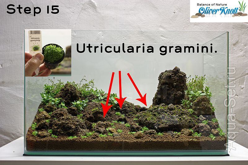 Пошаговый запуск и оформление аквариума от Oliver Knott - В качестве «изюминки» я решил использовать Utricularia graminifolia между камнями на среднем плане.