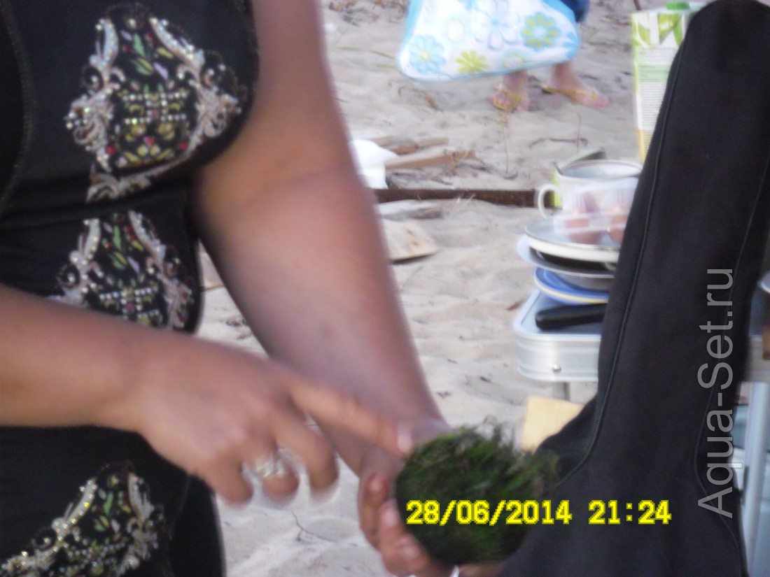 27-29 июня 2014 Слет аквариумистов около Анапы (Благовещенская)
