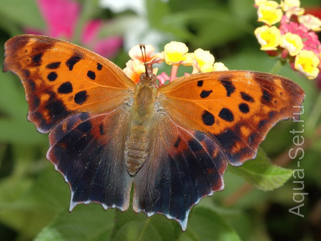 Фотоподборка бабочек и мотыльков