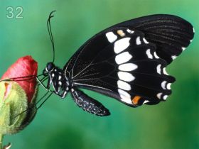 Фотоподборка бабочек и мотыльков
