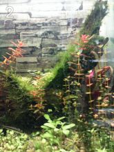 Продам аквариумные растения в регионы- Волгоград