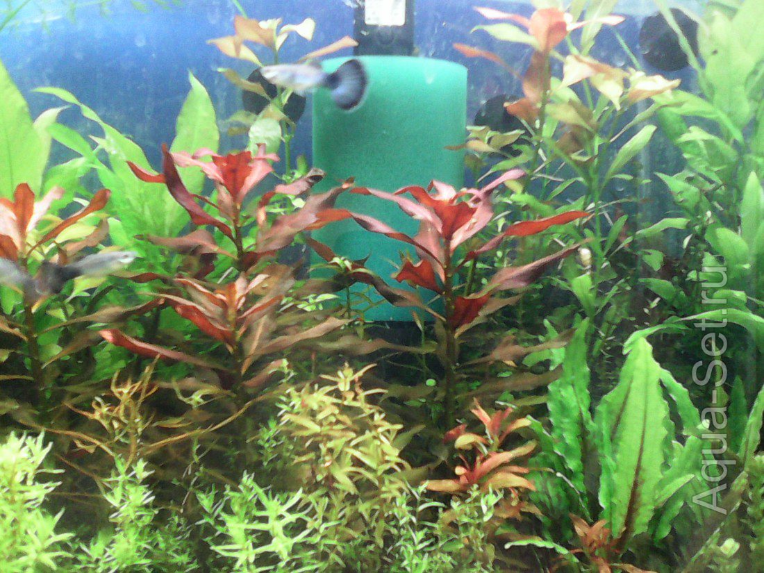 Продам аквариумные растения в регионы- Волгоград