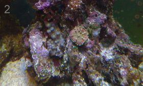 Морской аквариум:гидробионты, освещение и т д