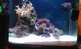 Морской аквариум:гидробионты, освещение и т д