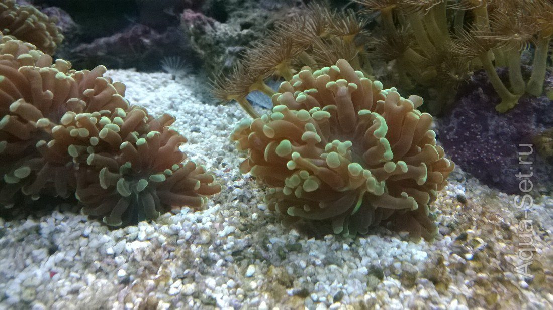 продам морские кораллы