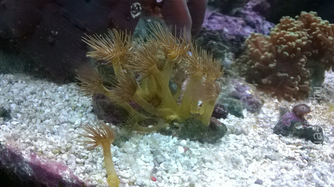 продам морские кораллы