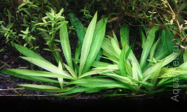 Аквариумные растения от Fedor