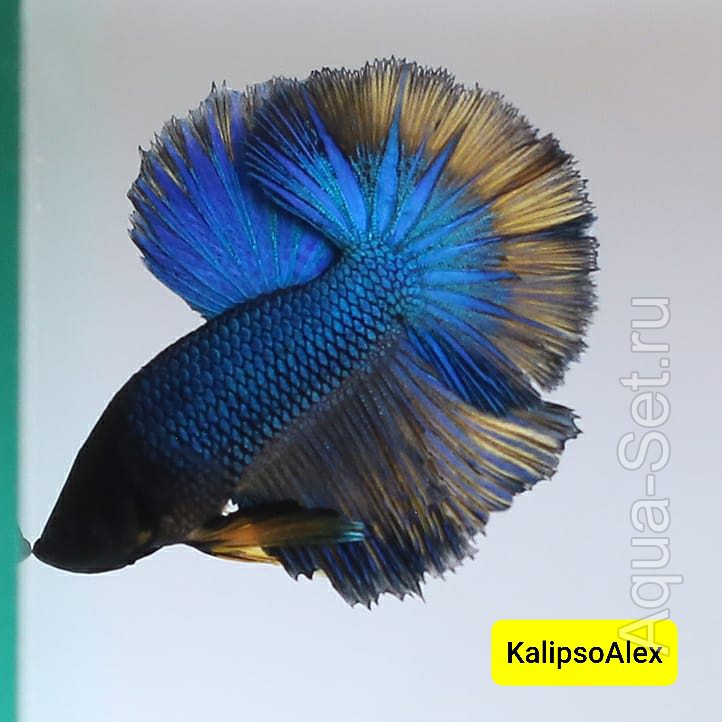 KalipsoAlex: мои петушки