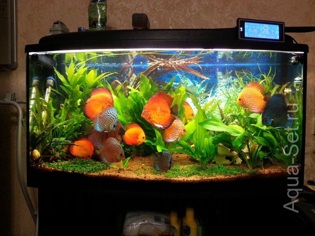 Мой аквариум (Geor99)
