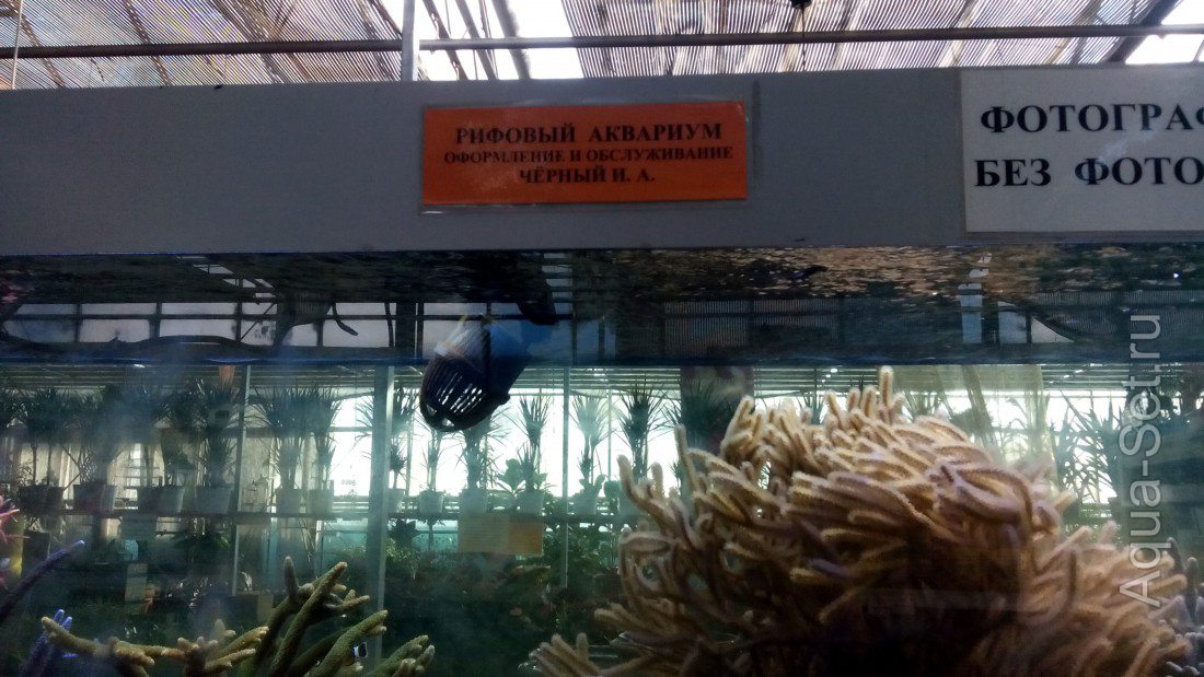 Морской аквариум в цеточном магазине (Краснодар)