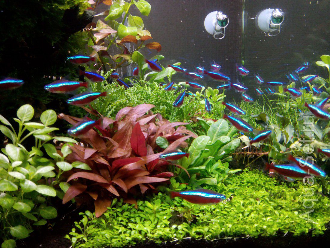 Освещение в аквариум: ЛЛ или LED