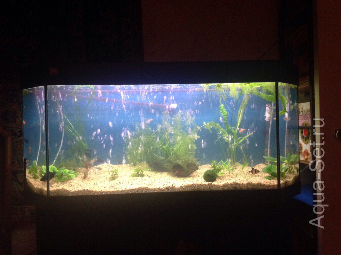 Мой аквариум на 240 л (Надежда Т)