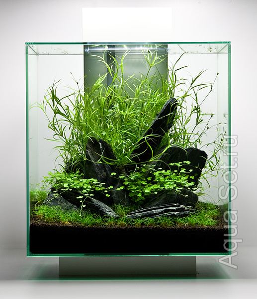 Создание аквариума Fluval Edge 2 от Oliver Knott - Спустя 6 недель – дизайн аквариума близок к окончательному. Возможно стоит подождеть еще 2-3 недели для большего зарастания растениями