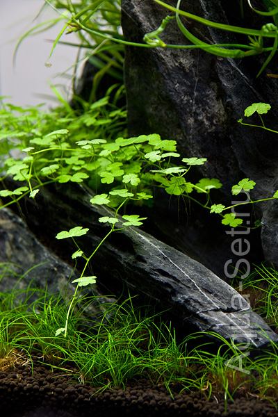 Создание аквариума Fluval Edge 2 от Oliver Knott - Действительно красивое и простое растение: Hydrocotyle sp. Japan (Гидрокотила трипартита)