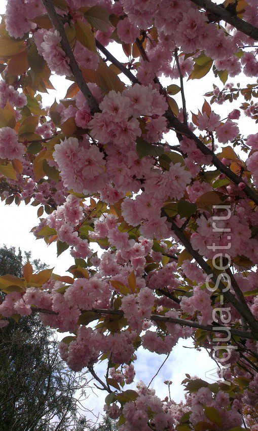 Однако весна , сакура в цвету !