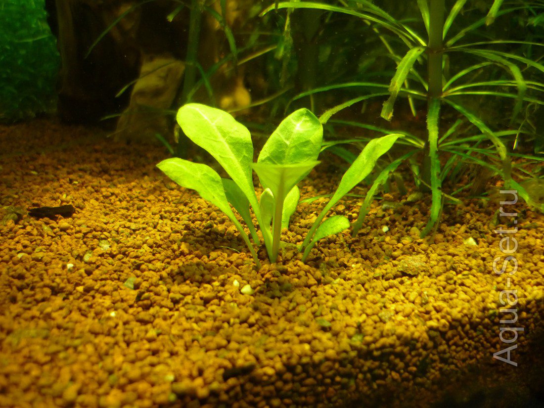 Сквозной аквариум (snakebig)