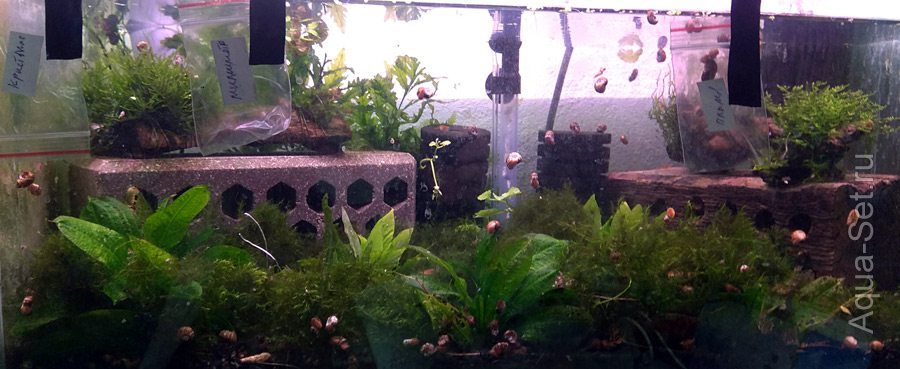 Моя разводня аквариумных растений и креветок