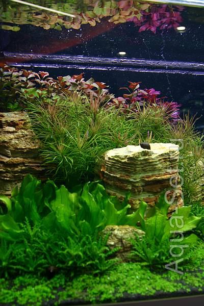 Красивый аквариум на 360л. от Оливера Кнотта - 39-й день