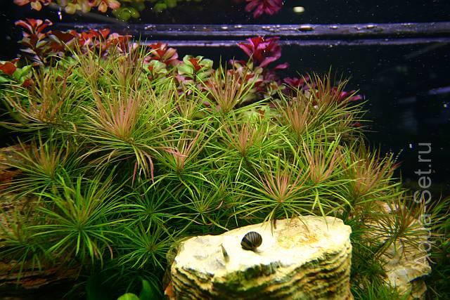 Красивый аквариум на 360л. от Оливера Кнотта - 53-й день