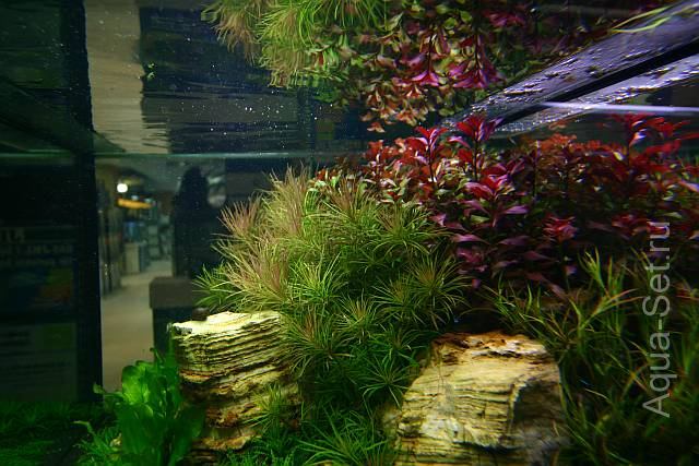 Красивый аквариум на 360л. от Оливера Кнотта - 53-й день