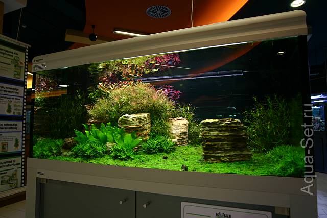 Красивый аквариум на 360л. от Оливера Кнотта - 67-й день
