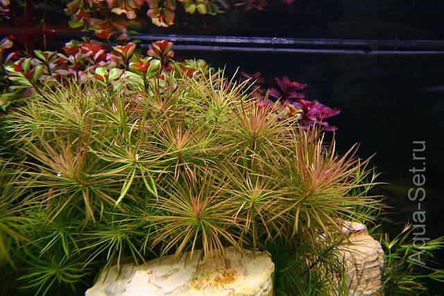 Красивый аквариум на 360л. от Оливера Кнотта - 67-й день.Eusteralis stellata