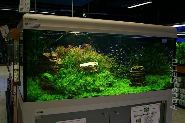 Красивый аквариум на 360л. от Оливера Кнотта - 130-й день - 10 дней после подрезки
