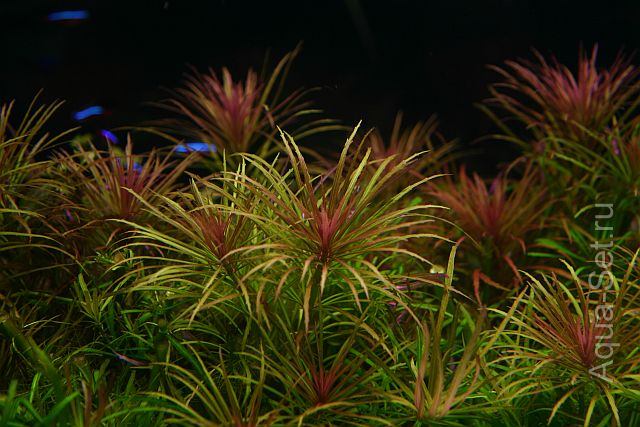 Красивый аквариум на 360л. от Оливера Кнотта - 130-й день. Eusteralis stellata 