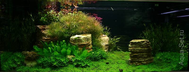 Красивый аквариум на 360л. от Оливера Кнотта - 67-й день