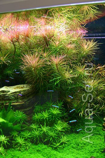 Красивый аквариум на 360л. от Оливера Кнотта - 172-й день
