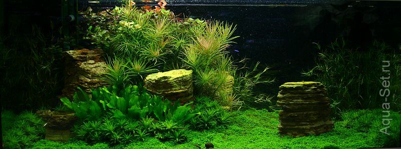 Красивый аквариум на 360л. от Оливера Кнотта - 85-й день