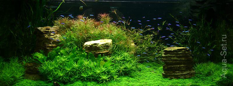 Красивый аквариум на 360л. от Оливера Кнотта - 130-й день - 10 дней после прополки