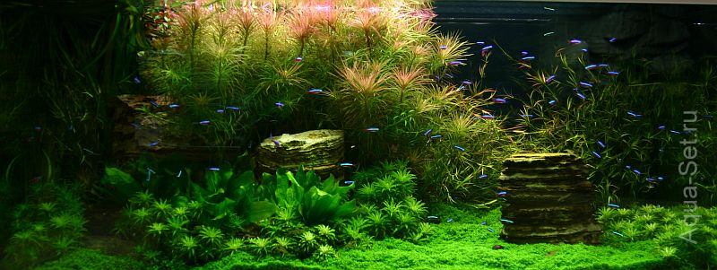 Красивый аквариум на 360л. от Оливера Кнотта - 172-й день - перед прополкой
