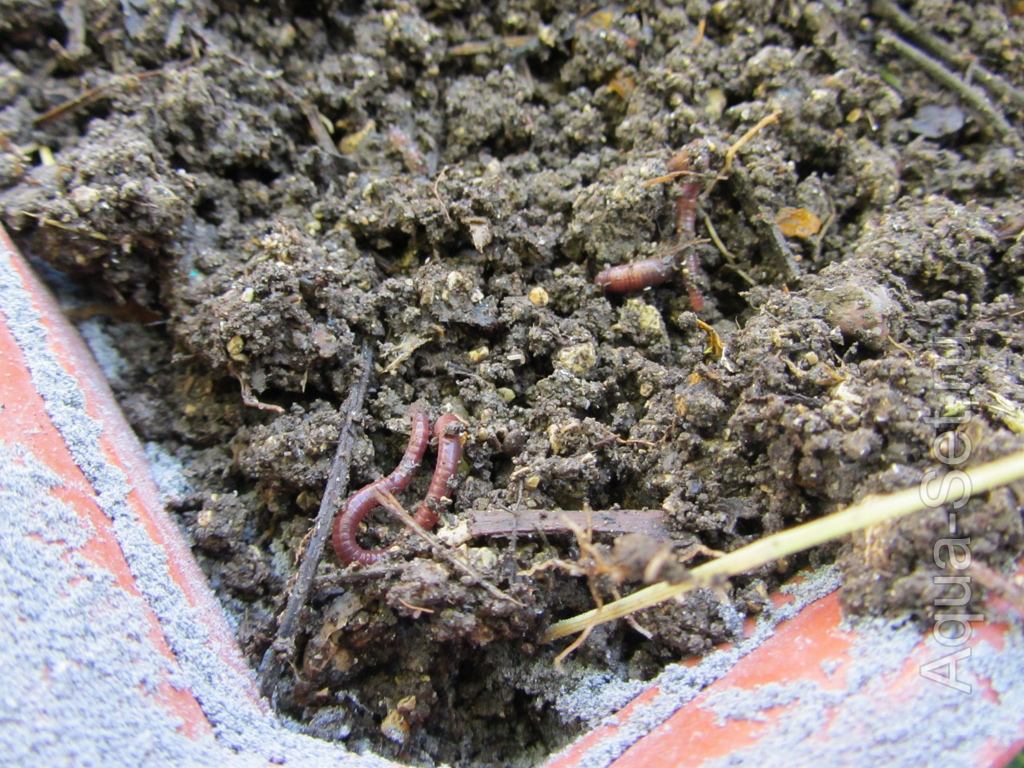 Подготовка земли в качестве грунта для запуска 240л. аквариума - Специально оставлял много червей из компоста – за этот месяц они помогут переварить оставшиеся прогнившие частички