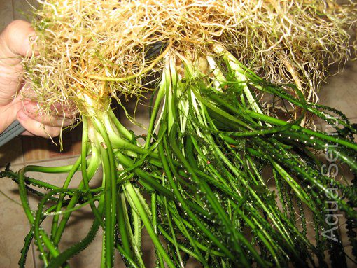 Куплю эхинодорус "Магрибинец" или - обменяю растения, есть гриндаль.