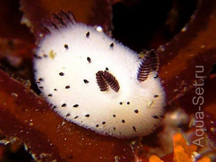 Jorunna parva – морской слизень похожий на кролика