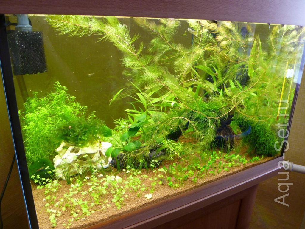 Мой аквариум (zx1000)