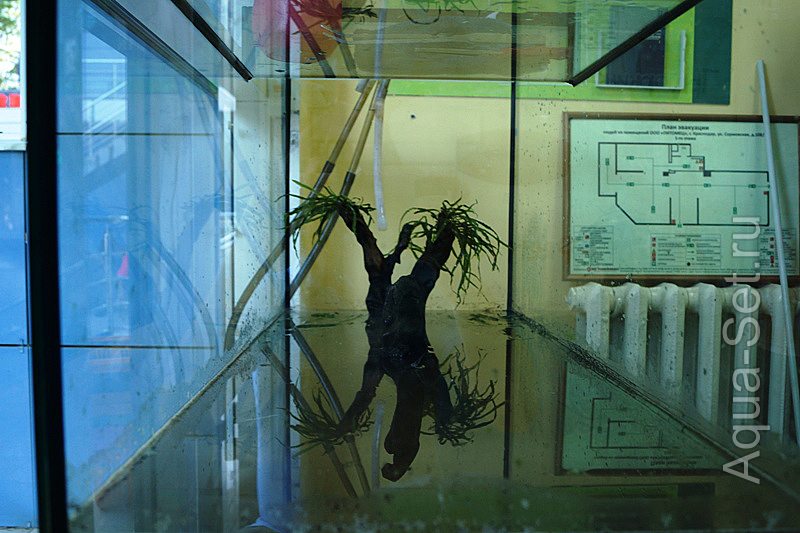 Фотоотчёт оформления аквариума в «23 хвоста» г. Краснодар.