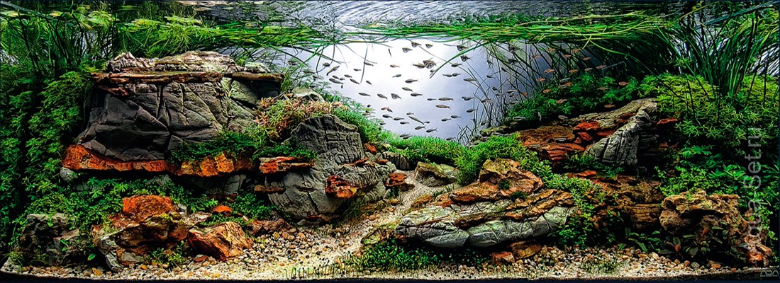 IAPLC 2015. Результаты конкурса аквариумного дизайна. - 12. Ana Paula Cinato - BRAZIL - Flooded Ancient Nature