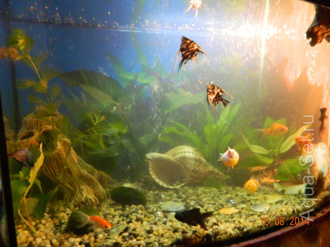 О том, как менялся мой аквариум... ;) (Марья)