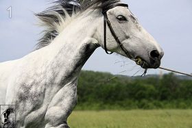 Фото лошадей от Котэ