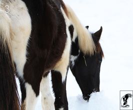 Фото лошадей от Котэ
